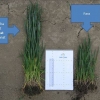 Efectul fertilizarii localizate la culturile de cereale